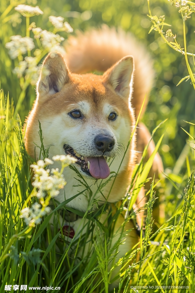 柴犬