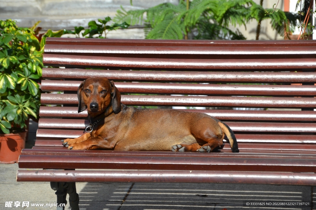 臘腸犬