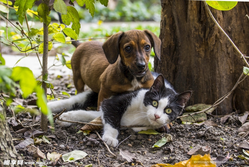 臘腸犬