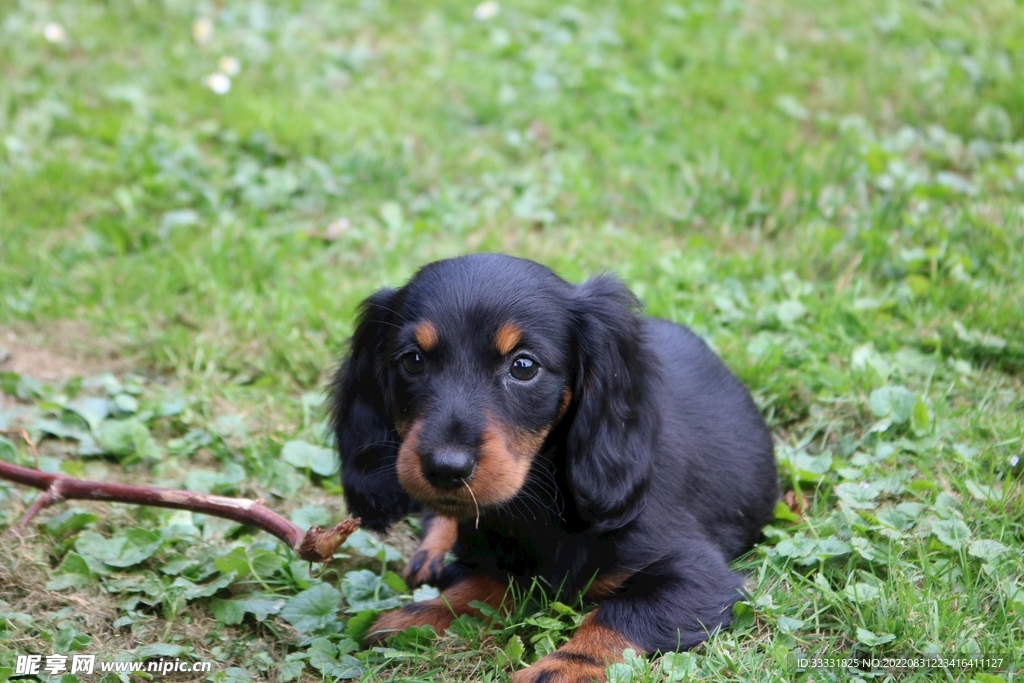 臘腸犬