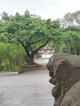 綿陽西山公園