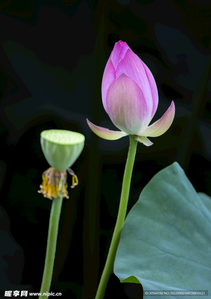 荷花蓮蓬