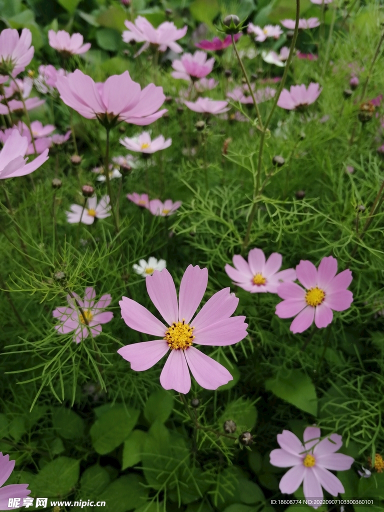 鮮花