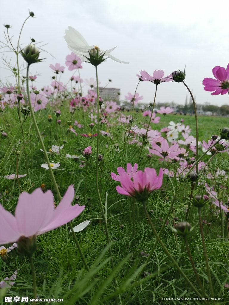 鮮花