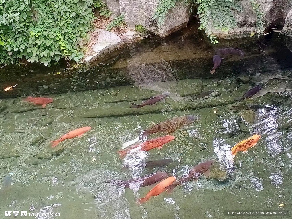 錦鯉