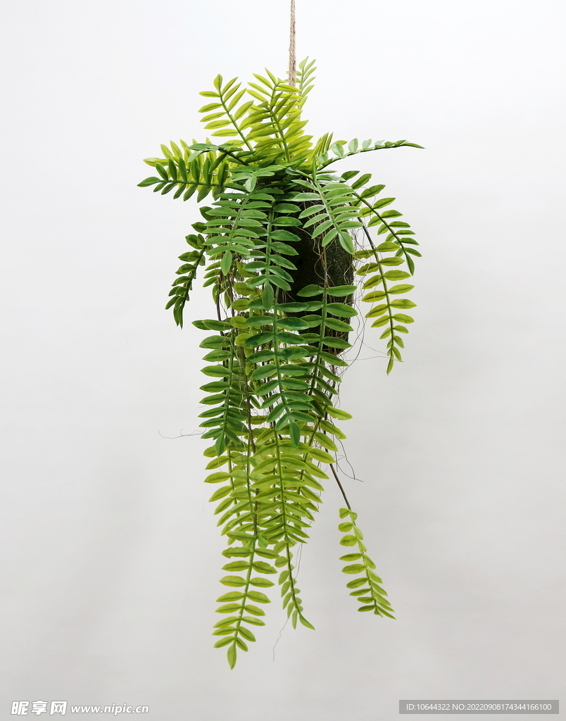仿真蕨類植物 