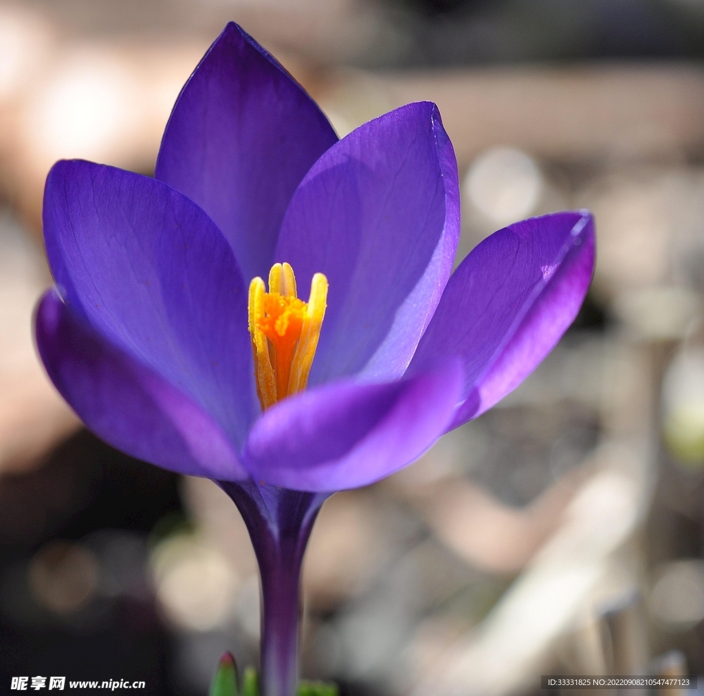 番紅花