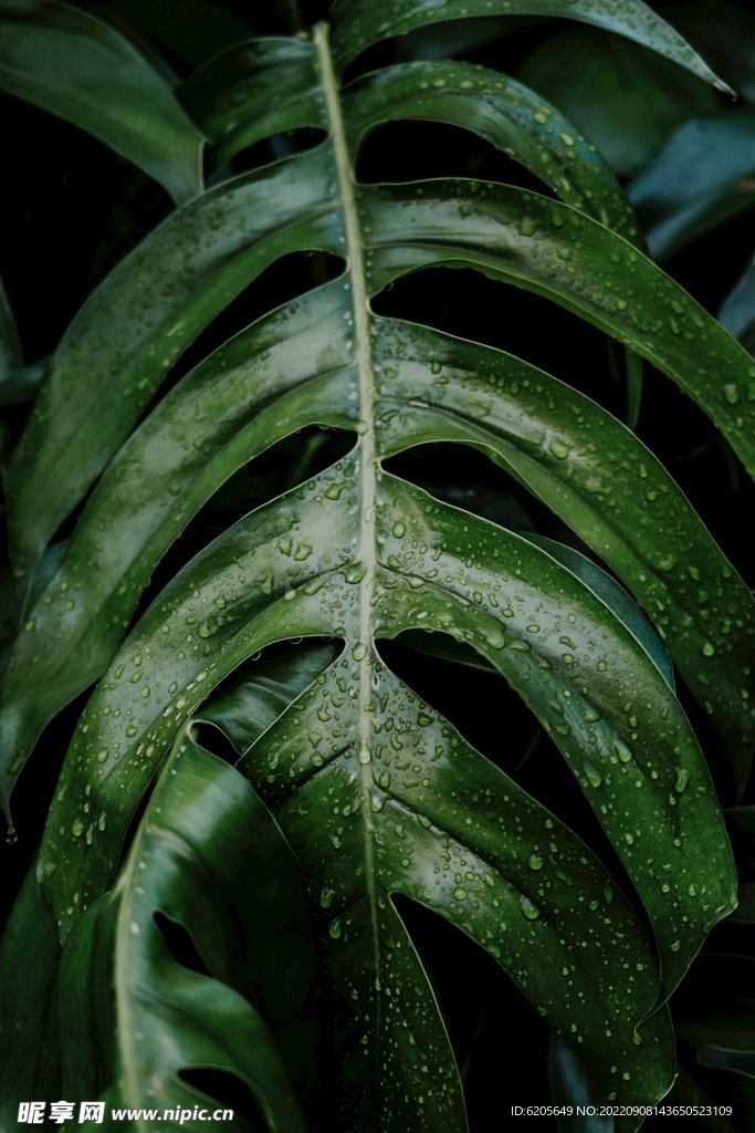 綠色植物大葉片