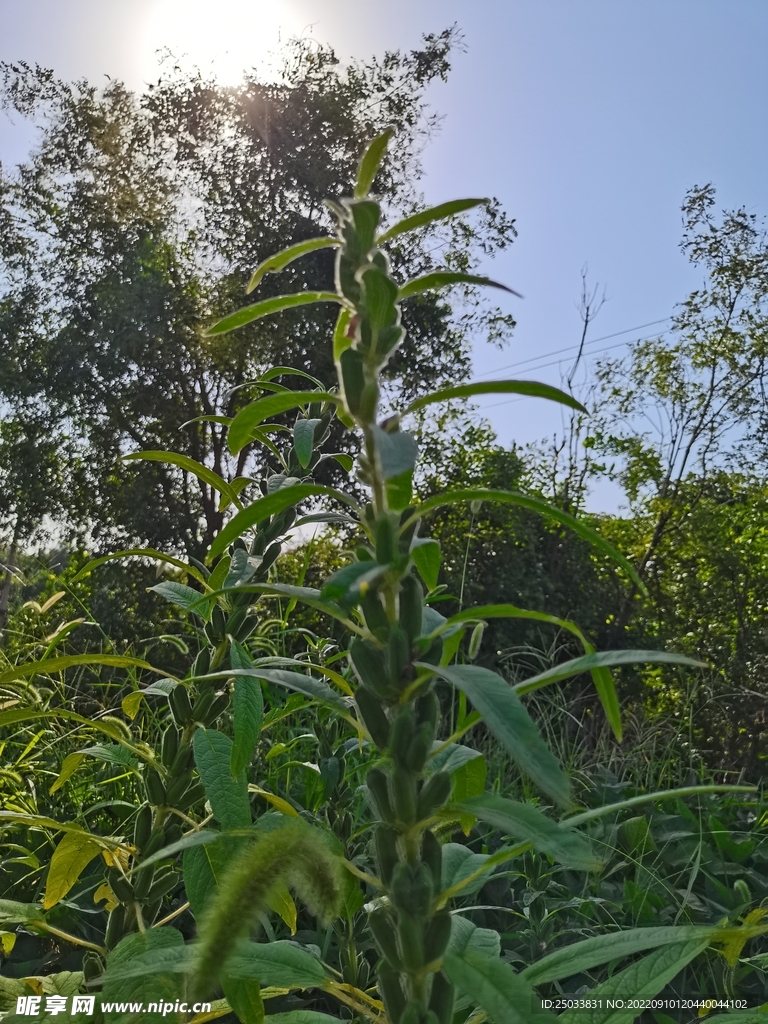 芝麻棵 