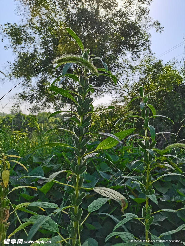 芝麻棵  