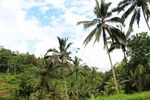 巴厘岛椰林
