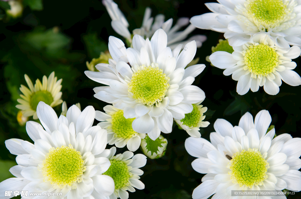 白菊花 白色花