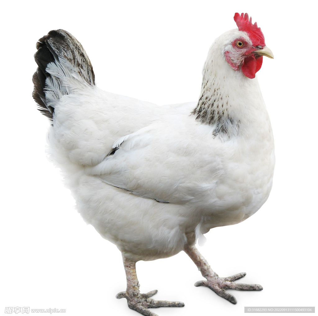 飼養(yǎng)動物雞