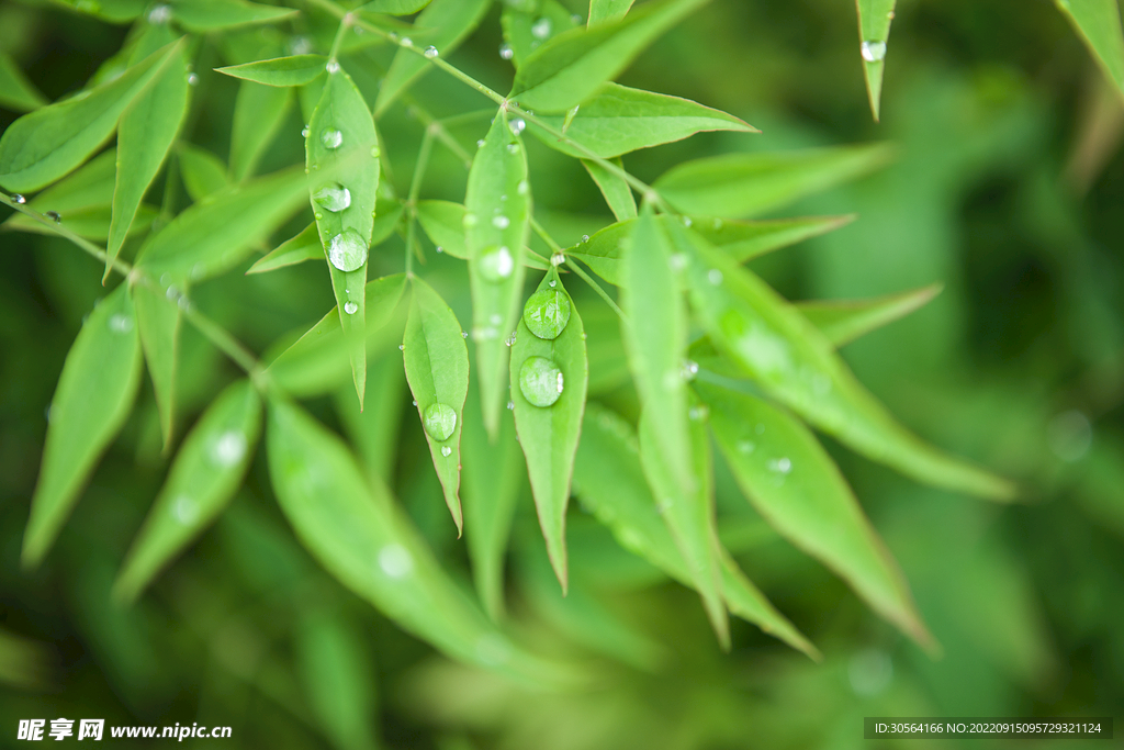 露水樹(shù)葉