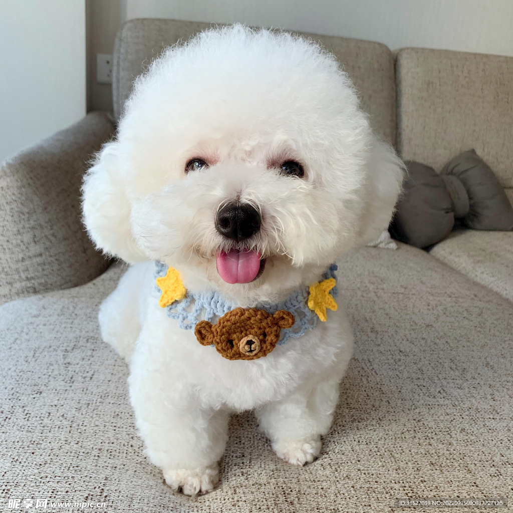 可愛的白色小狗