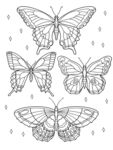蝴蝶插画黑白线稿