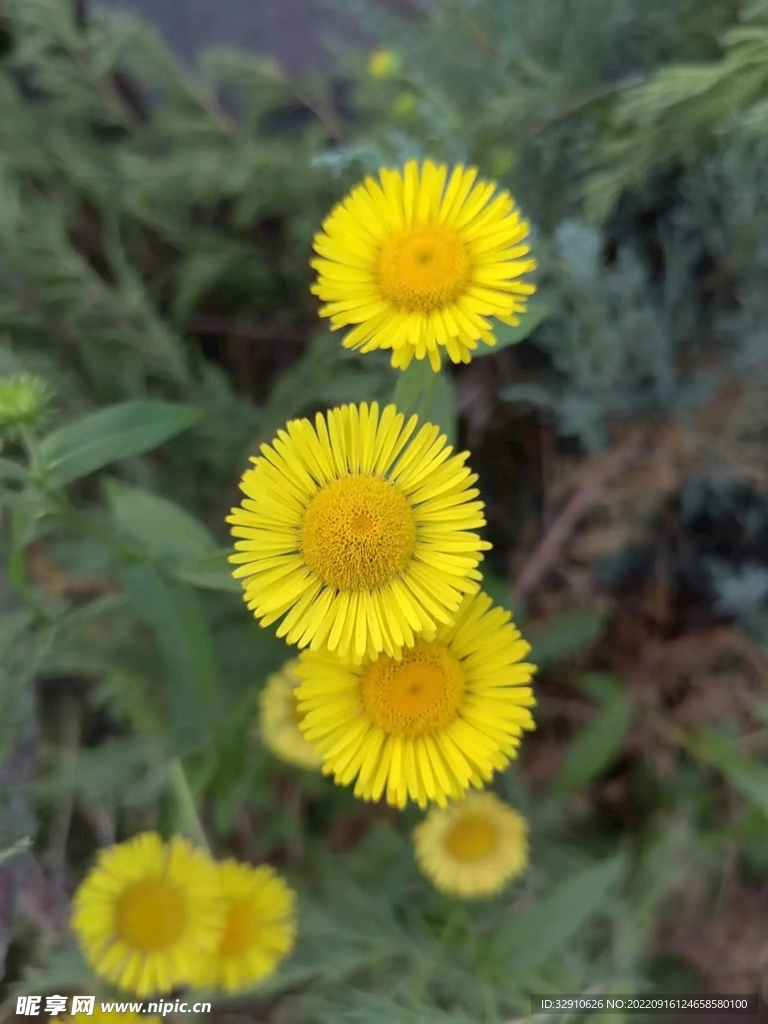 野菊花