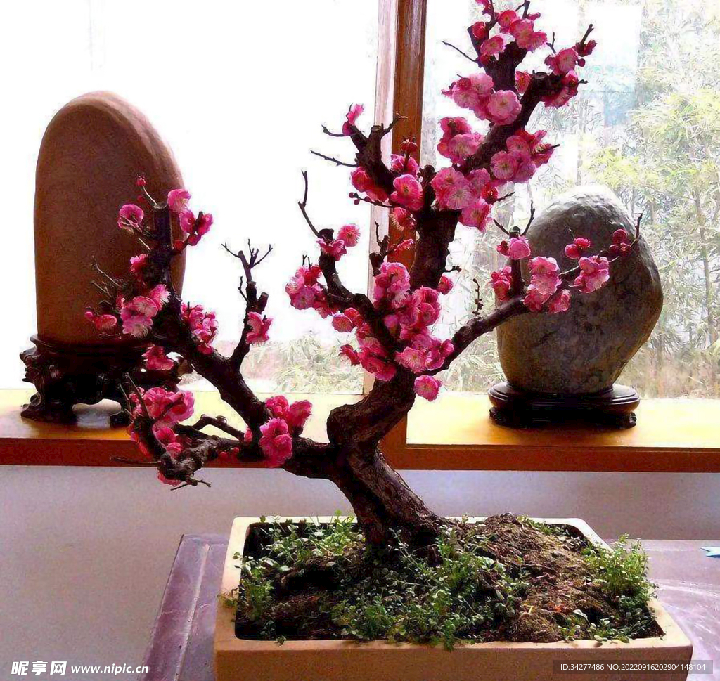 梅花