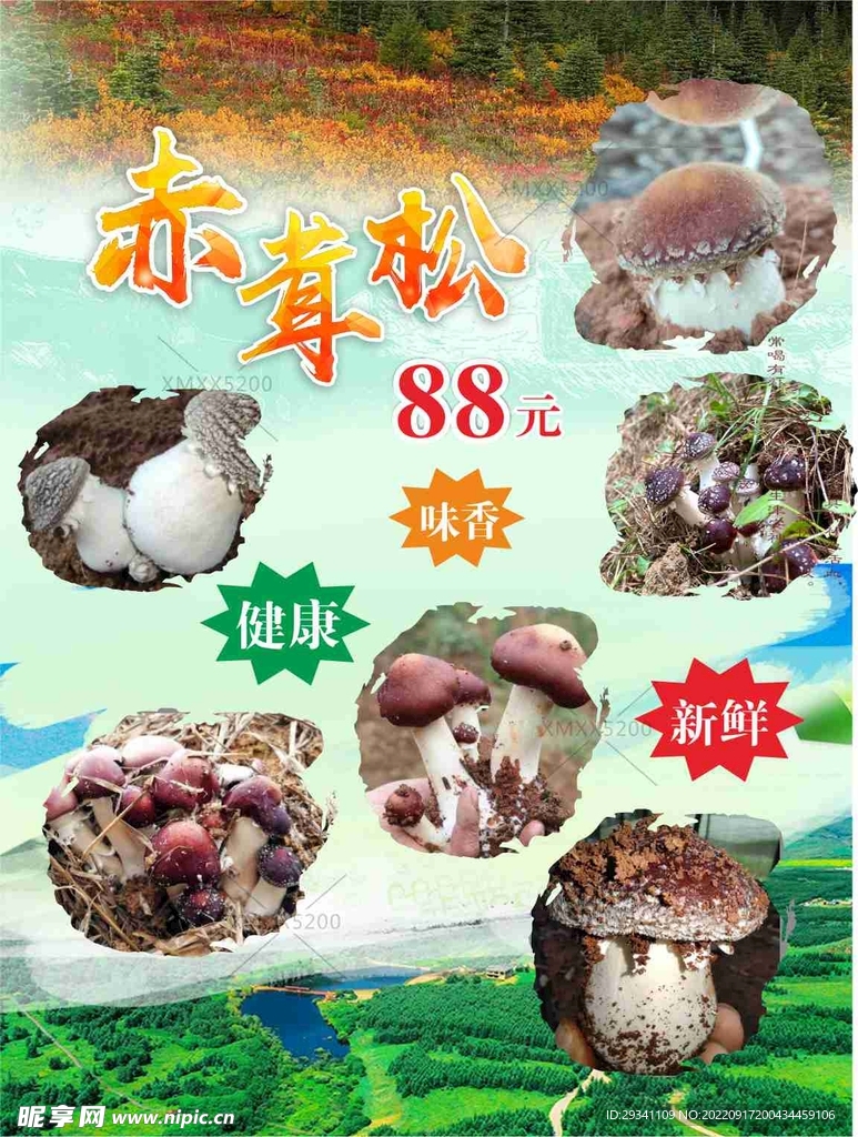 蘑菇海报