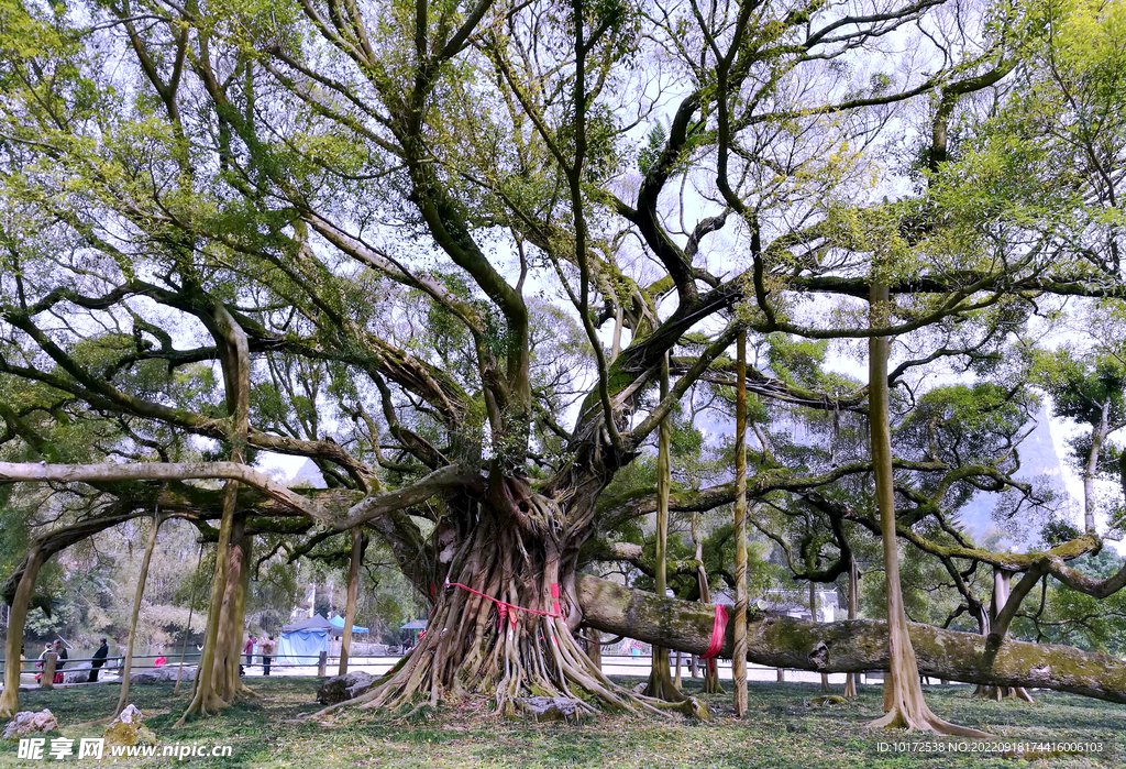 大榕樹