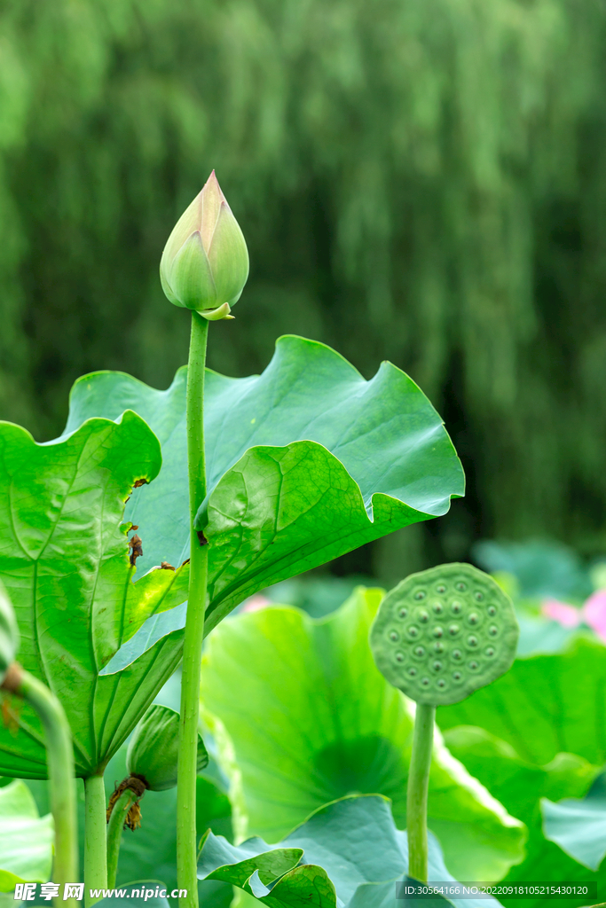 池塘荷葉花蕾