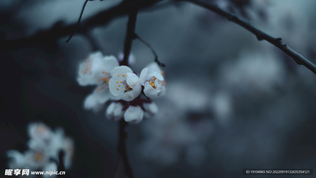 杏花