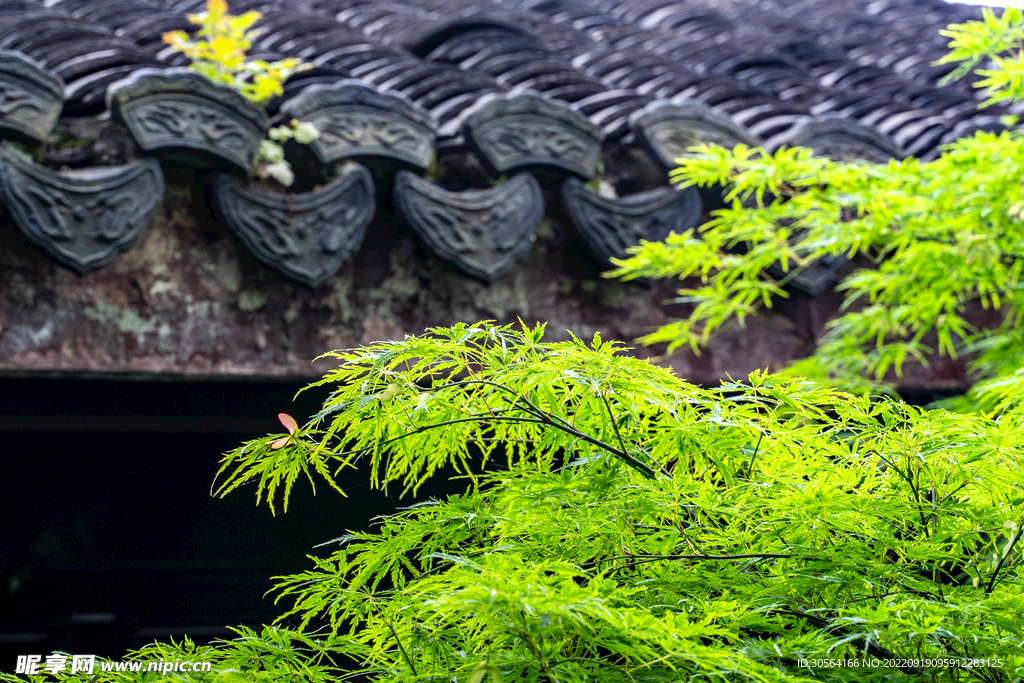 綠色樹(shù)枝