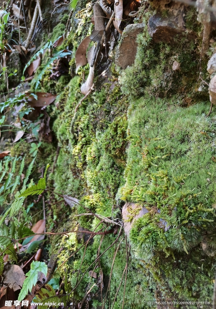 苔藓岩壁