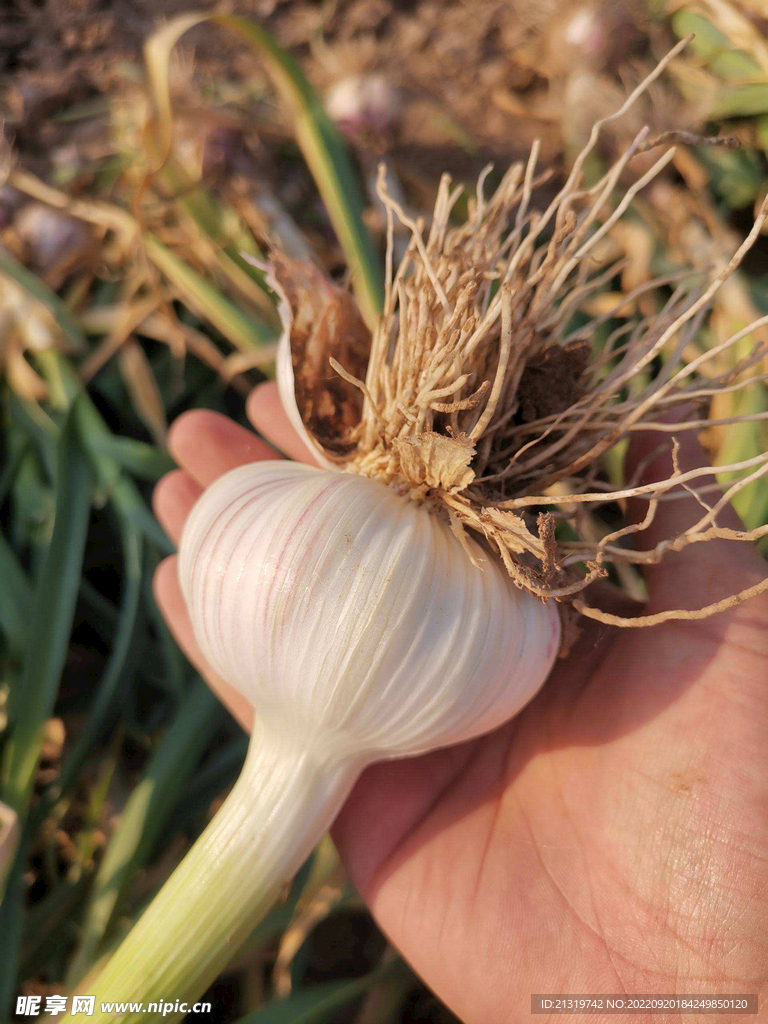 大蒜攝影圖