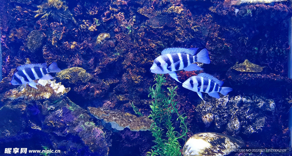 海底世界 鱼