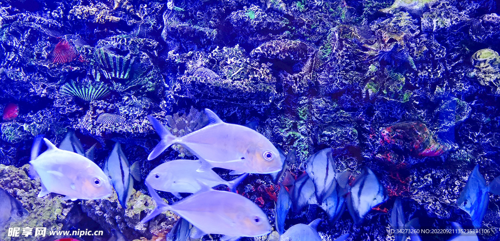 海底世界  很多鱼