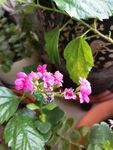 粉花綠葉