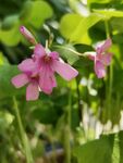 小粉花綠葉