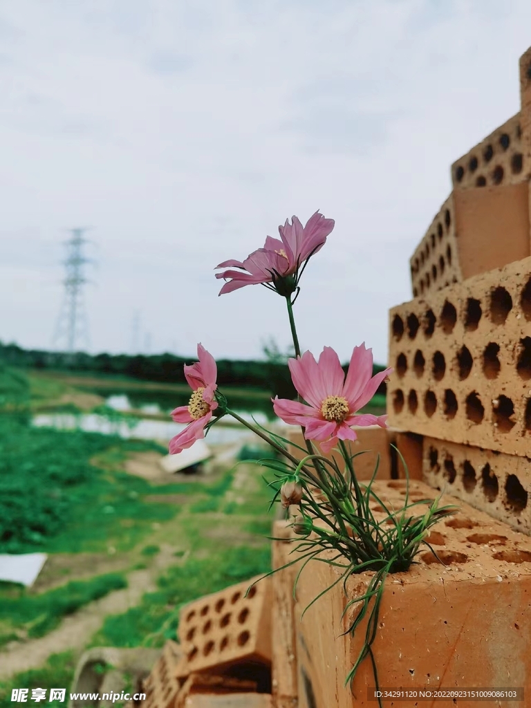 小花