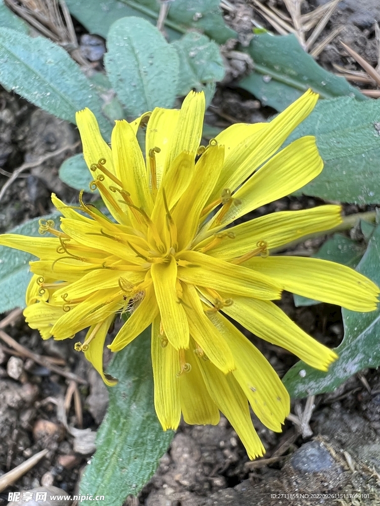 花