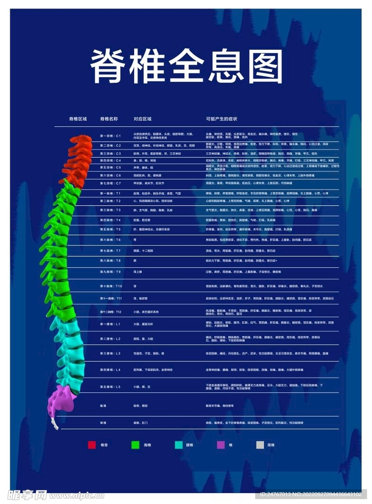 脊椎全息图