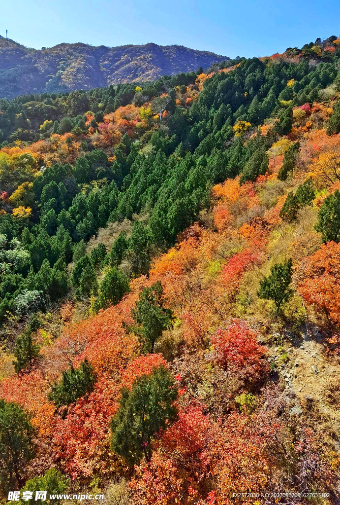香山秋天