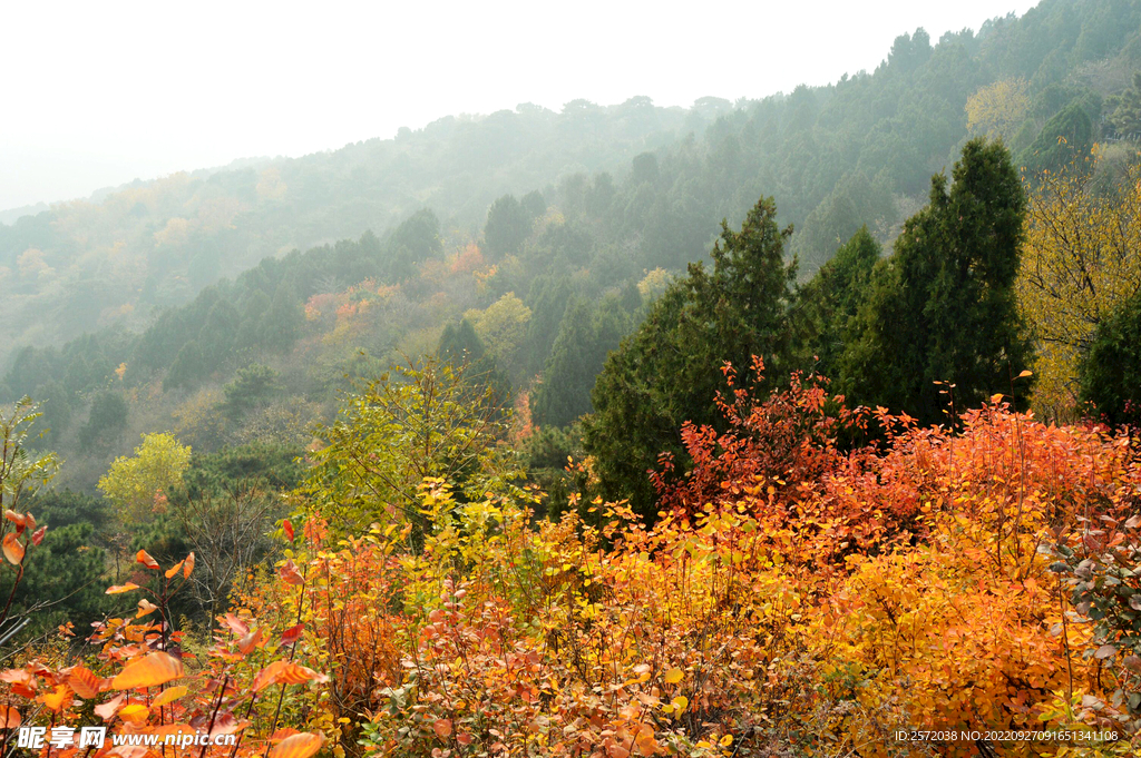 香山秋天