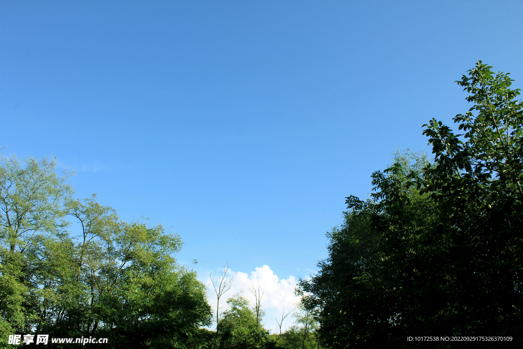 蓝天白云＋树林