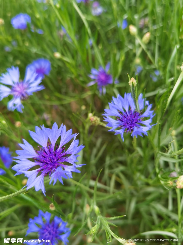 藍芙蓉