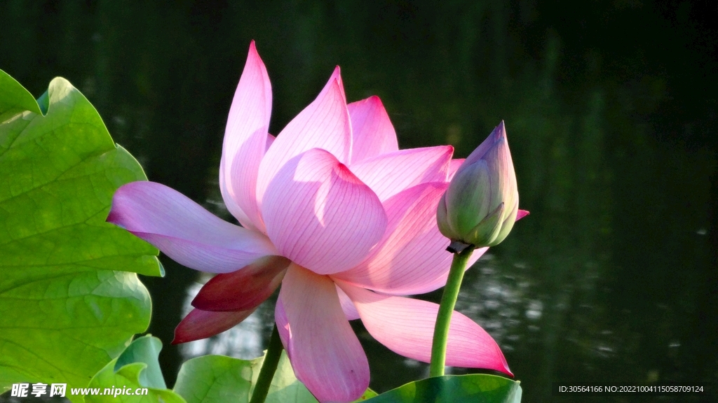 夏季荷花