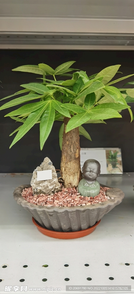 發財樹  小盆栽