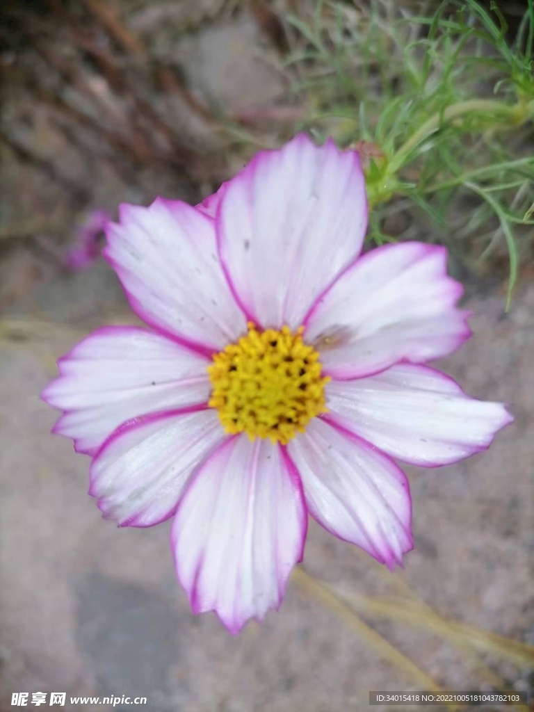 小花