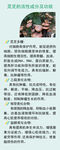 靈芝的功效