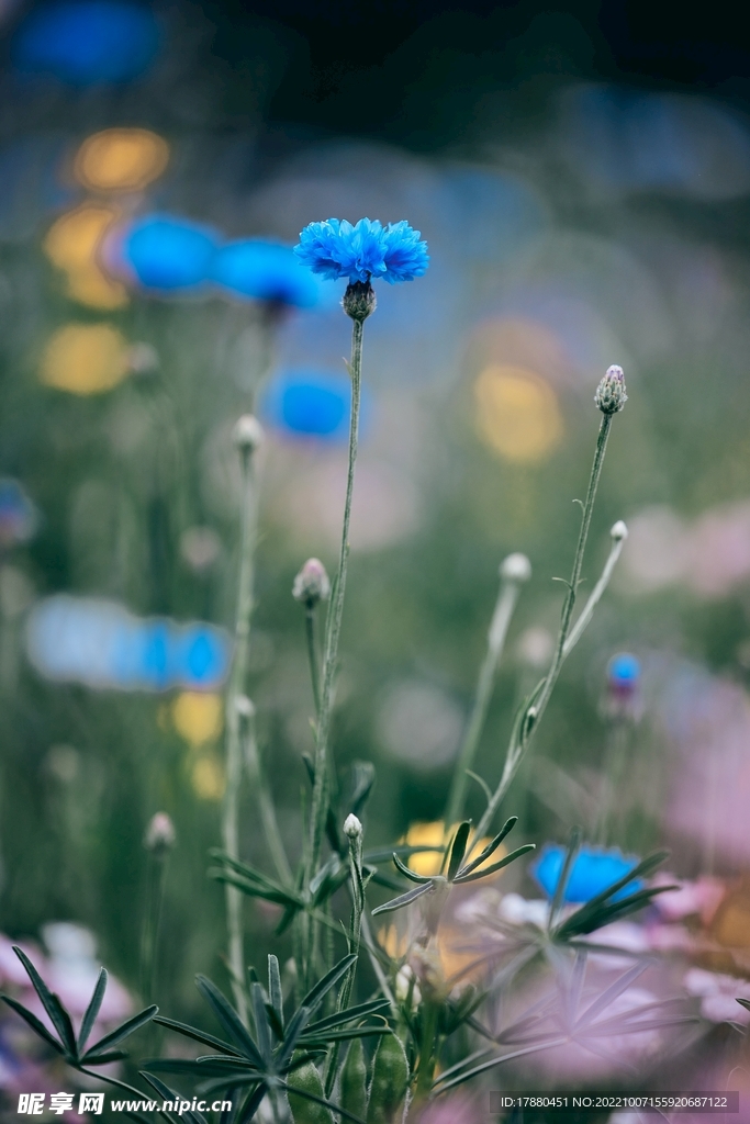 粉蝶花