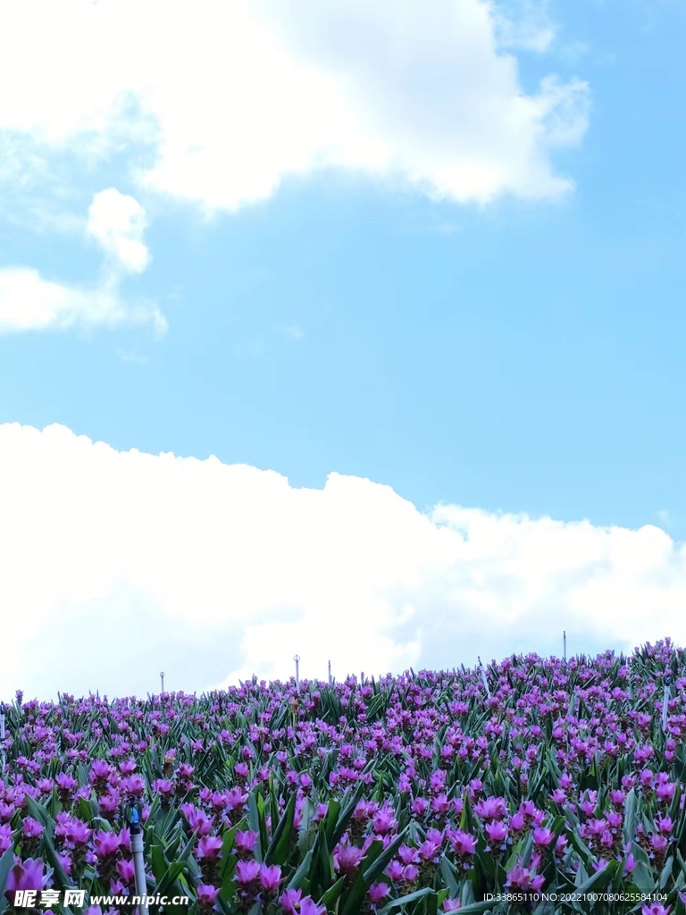 郁金香