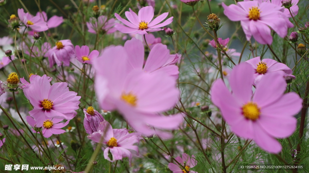 粉花