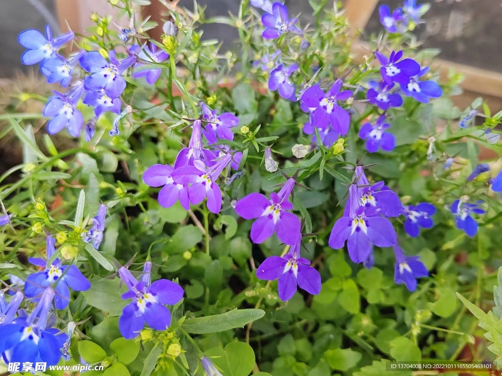 藍色花