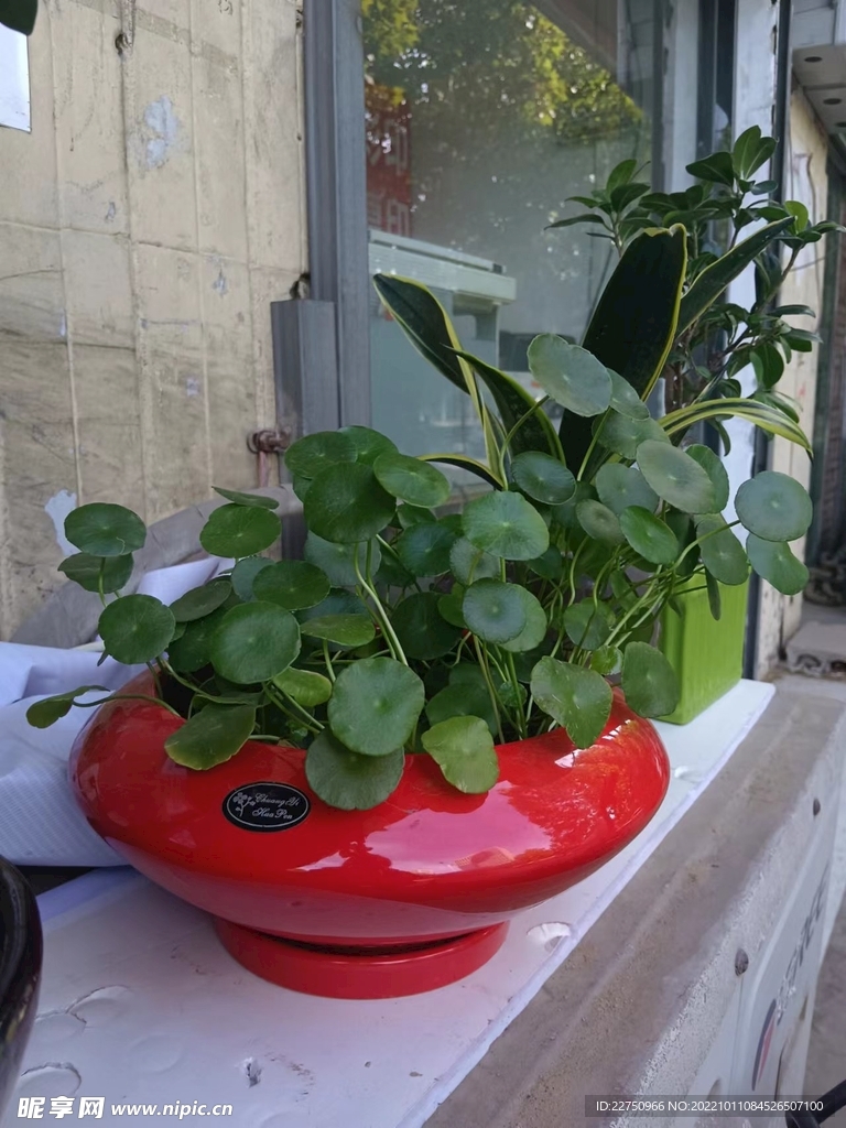 香菇草
