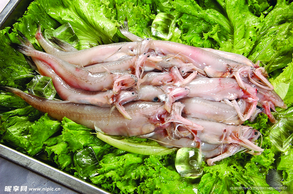 龍頭魚